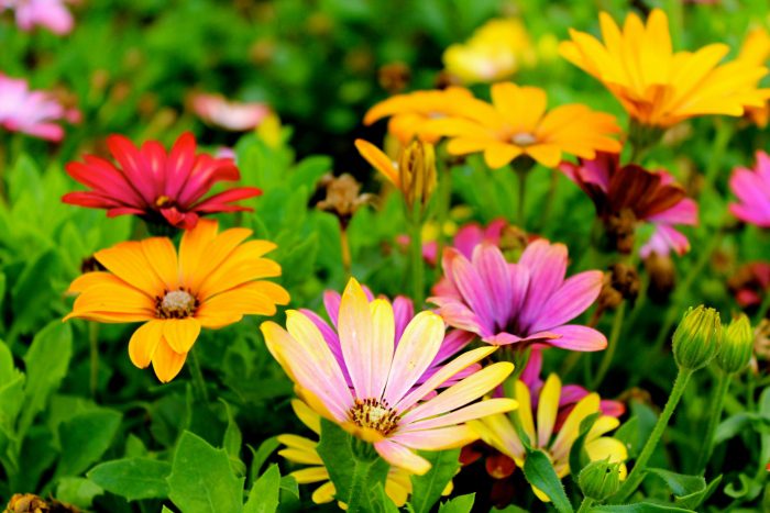 Podium Oude Westen: Natuur inschakelen in je (buurt)tuin