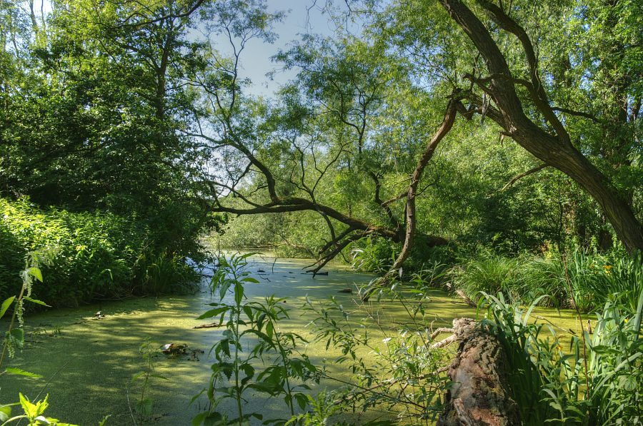 Belevingswandeling Kralingse Bos