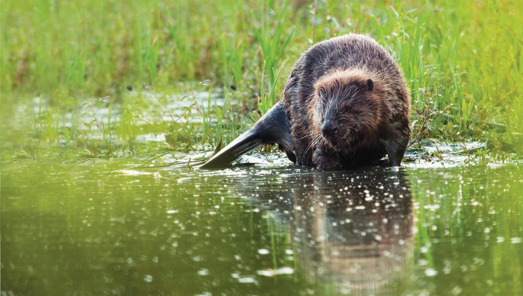 Excursie naar de Biesbosch