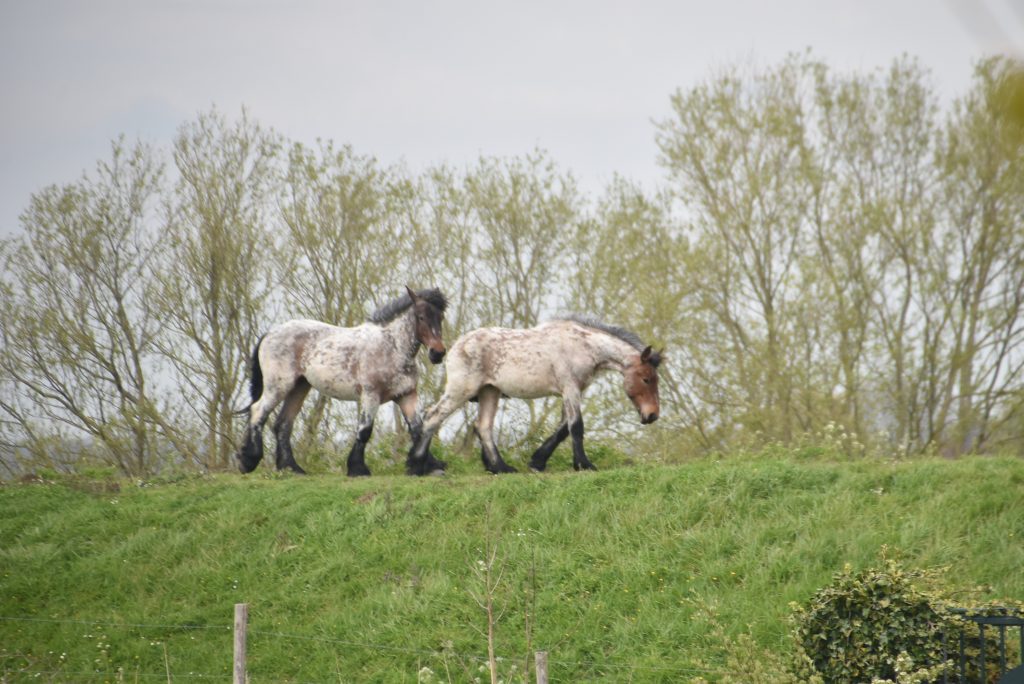 Film: “Weemoed en Wildernis”