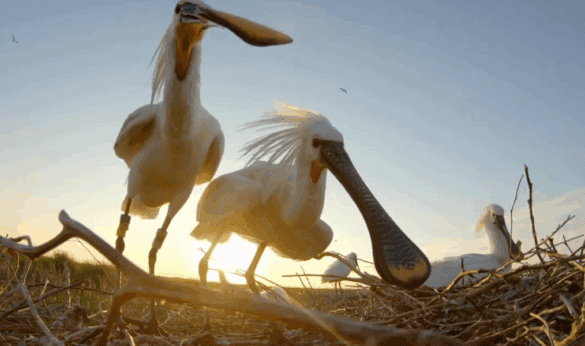 Vrijkaartjes voor Wildlife Filmfestival
