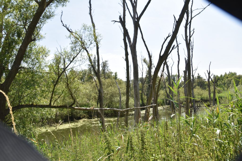 Het ontstaan van de Biesbosch